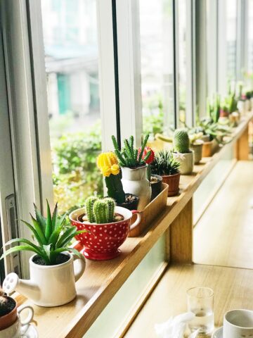 Easy Ways To Create An Eco Garden In Your LA Apartment