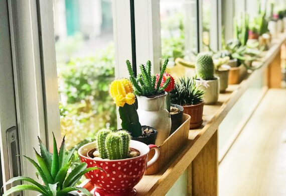 Easy Ways To Create An Eco Garden In Your LA Apartment