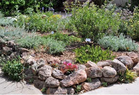 Embrace Native Plants in Your Landscaping