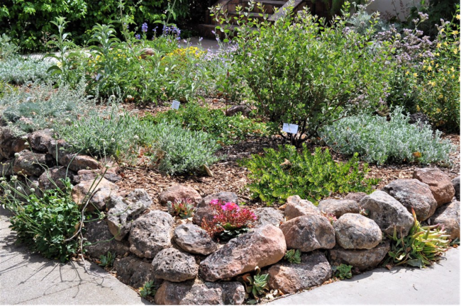 Embrace Native Plants in Your Landscaping