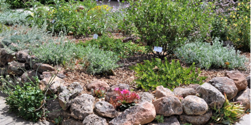 Embrace Native Plants in Your Landscaping