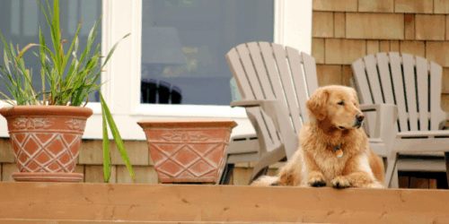 pet-friendly rental units